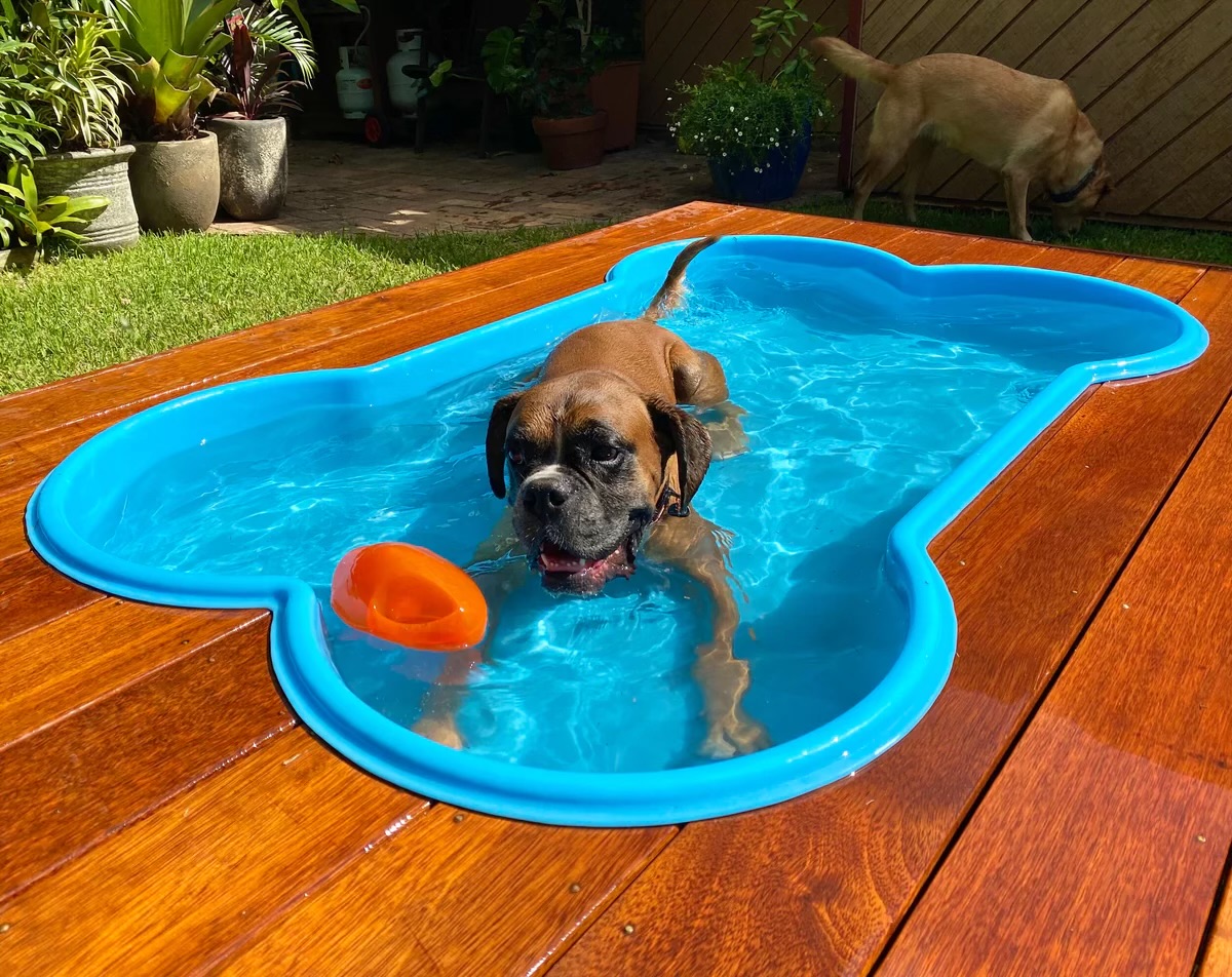 Dog in Pool
